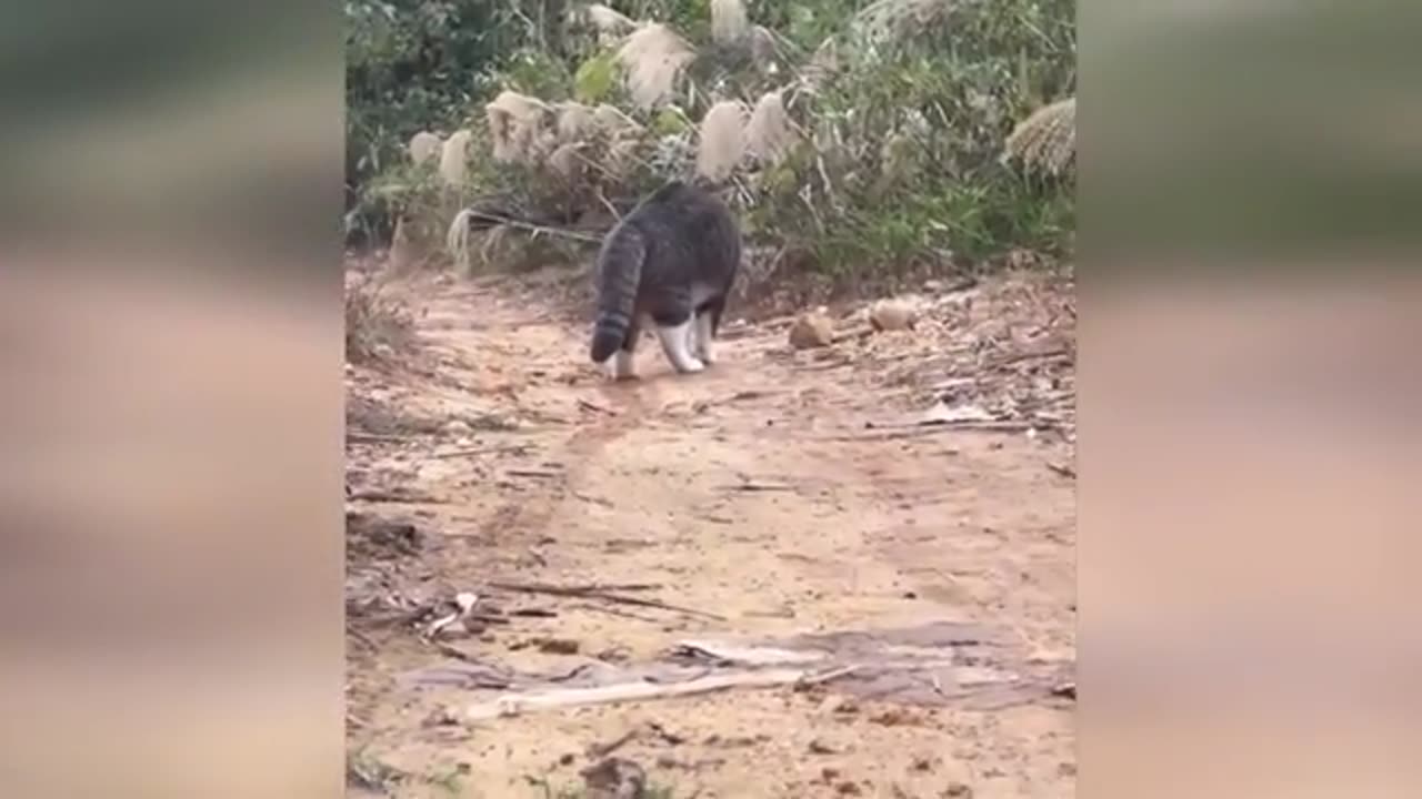 Crazy Cats Compilation 3