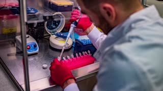 Vaccine for fatal elephant virus ready for wider use, researchers say