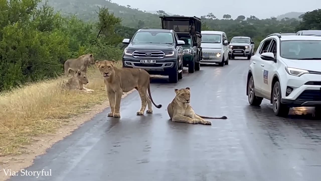 Funny Animals Compilation 🐶