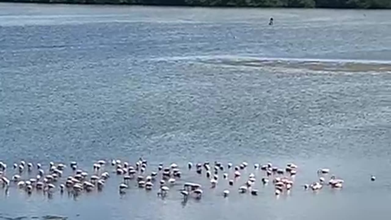 Avistamiento de flamencos rosados en Cartagena