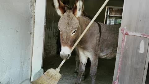 funniest-animal-videos-2025-thatll-instantly-boost-your-mood