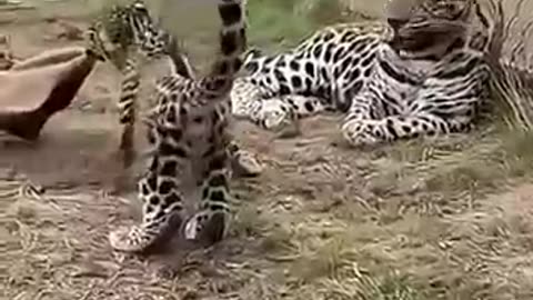 Tiger Playtime Zoo Action