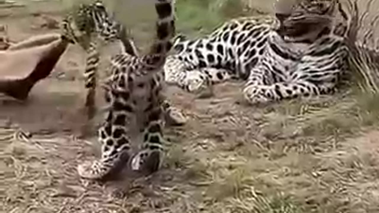 Tiger Playtime Zoo Action