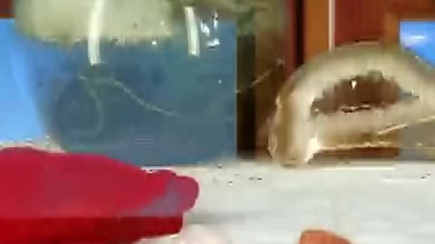 😊 PROMO CAPÍTULO 14: “EL ARCO IRIS DE PIEDRAS: DESCIFRANDO LOS COLORES DEL ALMA” 😊