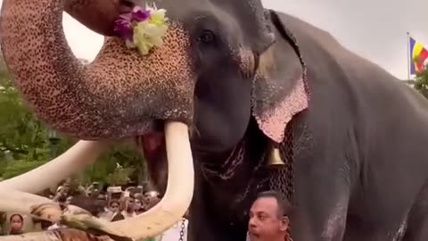 Elephant lovely ❤️