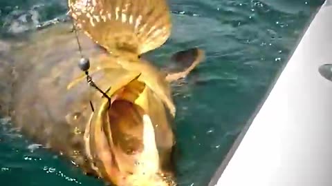 Fisherman catches biggest fish💀