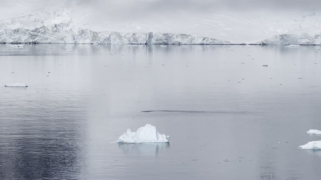 Penguins Swimming in Paradise Bay