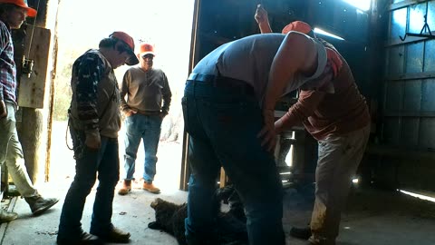 Christmas Eve 2025 Bear Hunt - Weighing the Bear