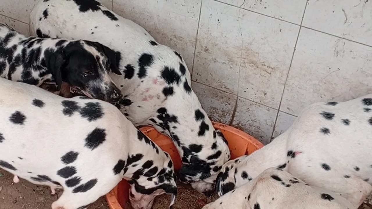 Cute Dalmatian eating