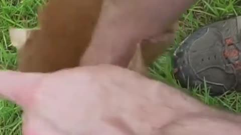 DID YOU KNOW YOU CAN GET NATURAL T E S T O S T E R O N E FROM PINE POLLEN?