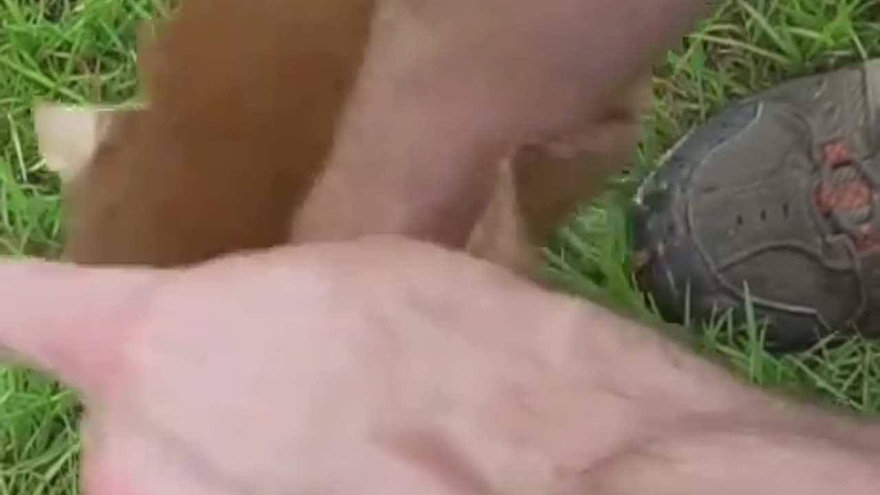 DID YOU KNOW YOU CAN GET NATURAL T E S T O S T E R O N E FROM PINE POLLEN?