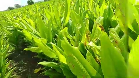 Indian farming work in turmeric