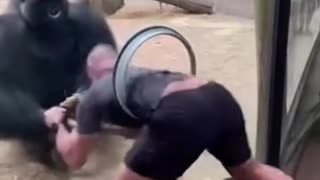 This is why you should never mess with a gorilla