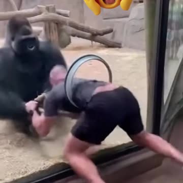 This is why you should never mess with a gorilla