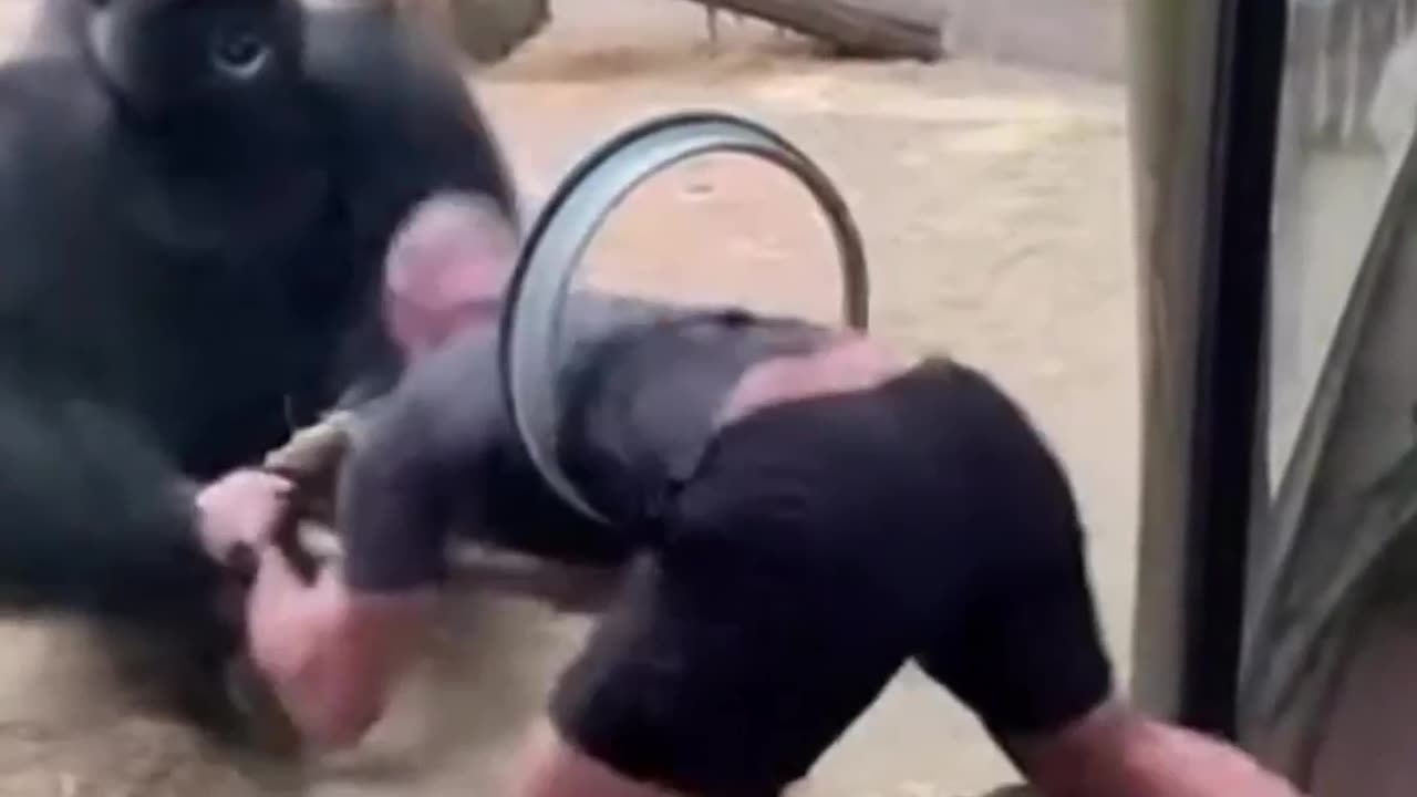 This is why you should never mess with a gorilla