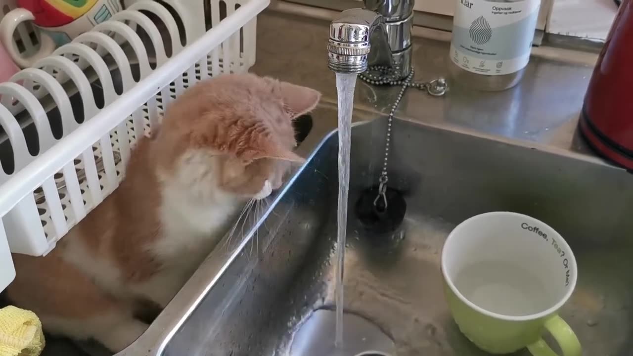 Amber playing with water