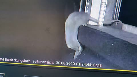 CGI AI GERMAN STUDY - WE ALL KNOW FAUCI IS A RAT