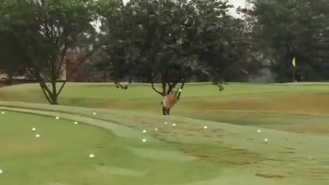 😂🎾 Bird's Joy! Golf Balls Bounce on Concrete! | FunFM