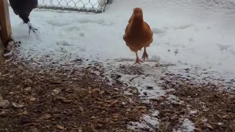 Chiken and ducks escaping from the trap