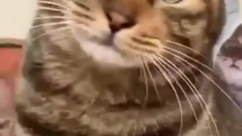 Cat funny video