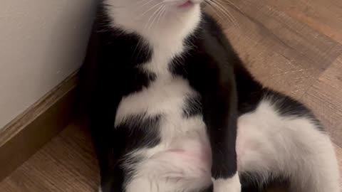 Bandit the Tuxedo Cat Doing His Thing