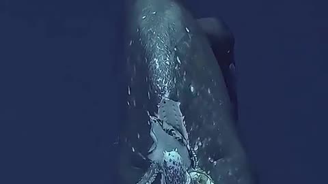 Whale Vs Giant Octopus