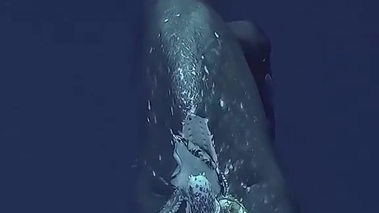 Whale Vs Giant Octopus