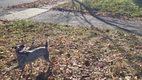 Heeler Rounds Up Fallen Leaves