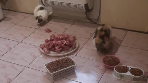 Hungry cats