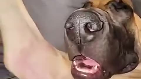 POV: You Catch Your Dog Sleeping Like This 👀🐕