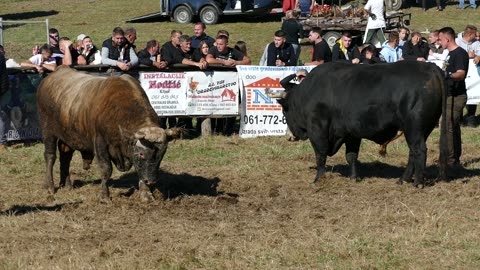 Kobra od Seferovića vs Šibonja od Tomića Ramići 2025