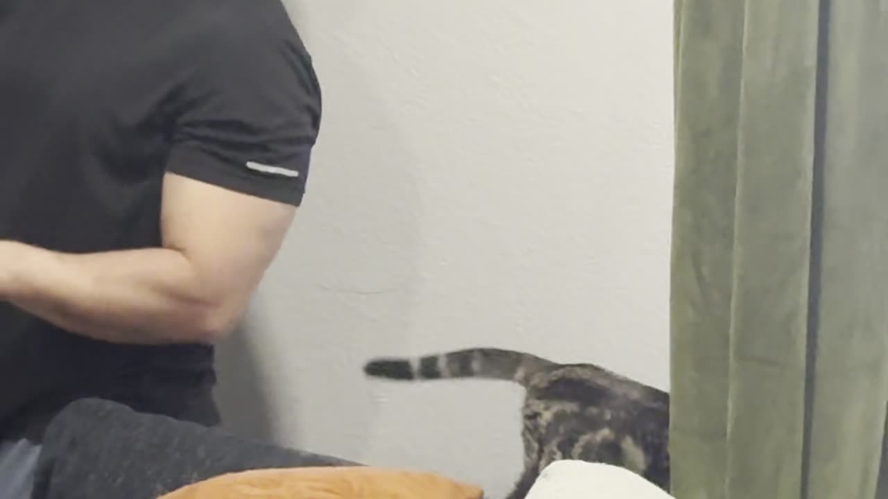 Kitten Chooses Her Own Way Down