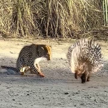 Dis you think lion will defeat from some one