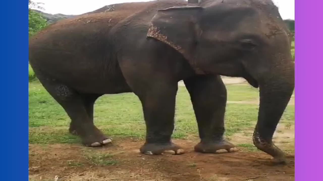 animal adventures, rare animal moments, stunning animal videos, wild animal footage, amazing animal
