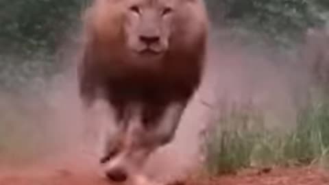 Angry lions #shorts #feed #viral #video #lion #shortvideo #trending
