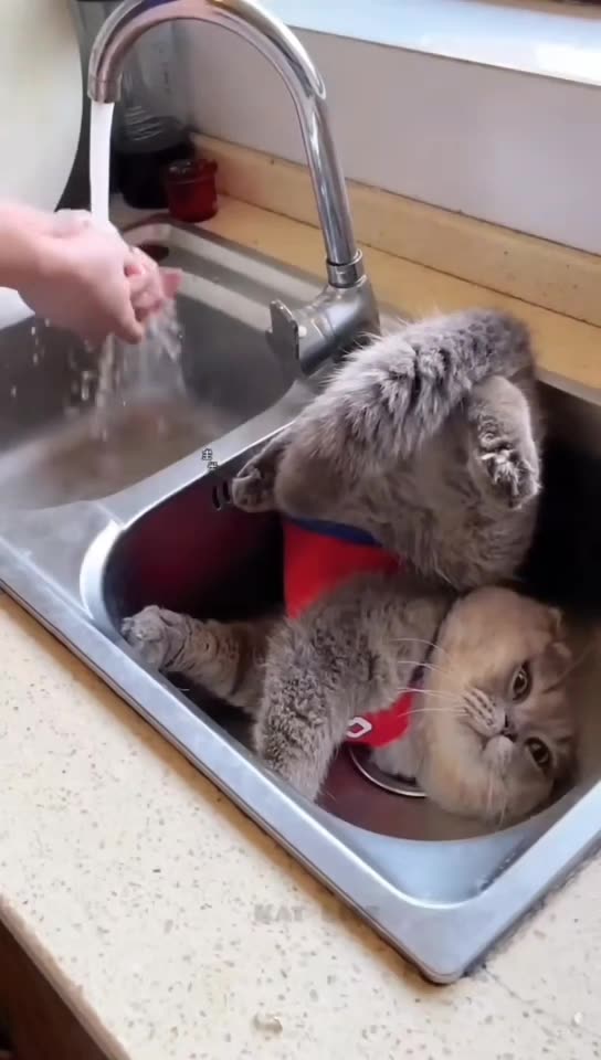 Cute and Funny Animals