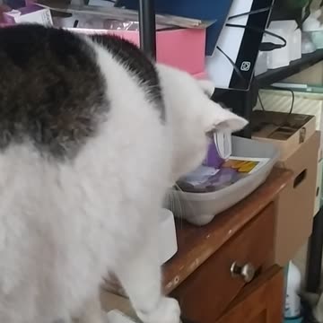 Leonardo and Luna 😸🐕