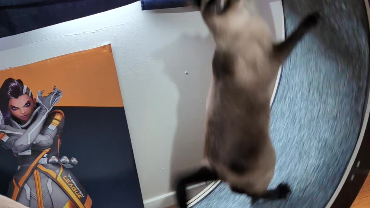 Cats Share Cat wheel.. Sorta