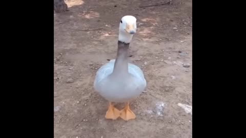 Duck dancing fanny moments video