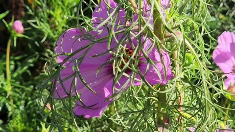 Bee rests until the Sun warms