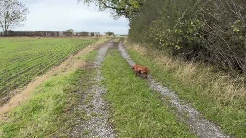 04/10/25 Random run with Willow