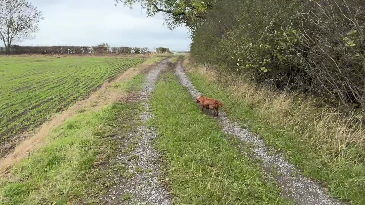 04/10/25 Random run with Willow