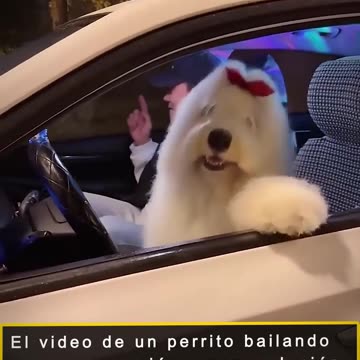 Perrito causa sensación en redes sociales por como baila