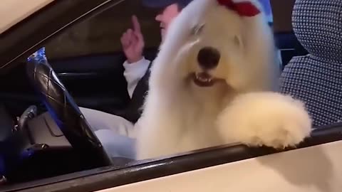 Perrito causa sensación en redes sociales por como baila