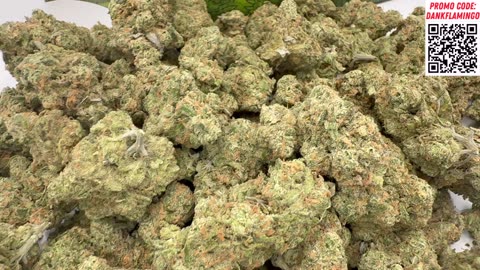 Bulk Wholesale QP of the Omnia from THCA Small Buds! Mrs Dank Flamingo Review!!