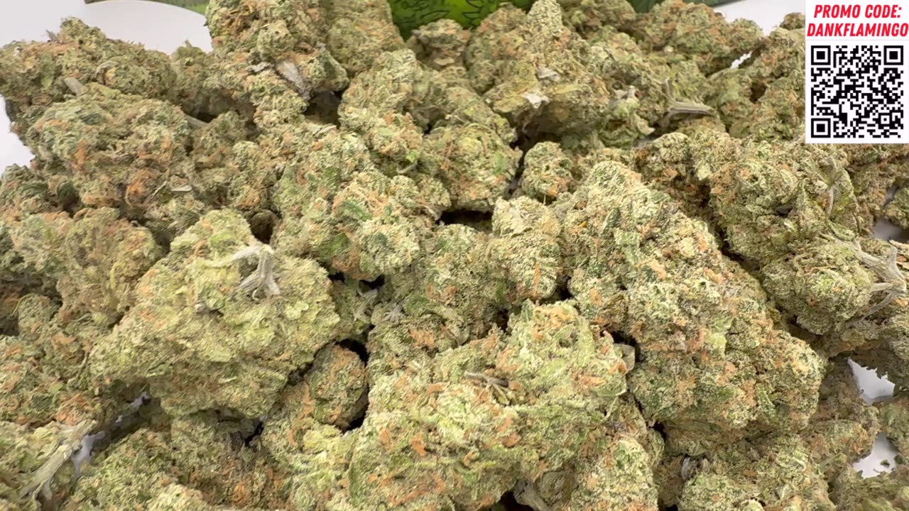 Bulk Wholesale QP of the Omnia from THCA Small Buds! Mrs Dank Flamingo Review!!