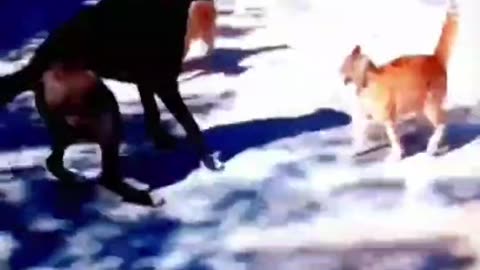 #funny #animal #viral #trending #rumble #video #short - 002