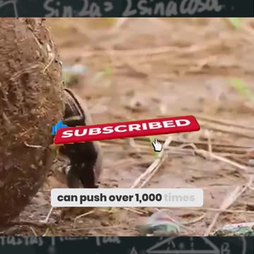 The Tiny Beast That Can Outlift YOU!