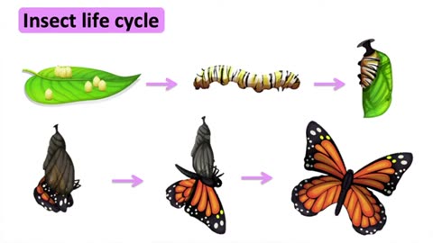 Natural Science: Animal life cycles _ Insects, Amphibians, Birds & Mammals