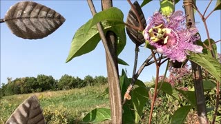 Time Of Passion Passion Flower Sept 2022